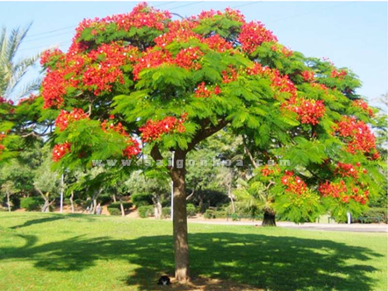 CÂY GIỐNG CÂY HOA PHƯỢNG ĐỎ ( HOA PHƯỢNG VỸ ĐỎ)
