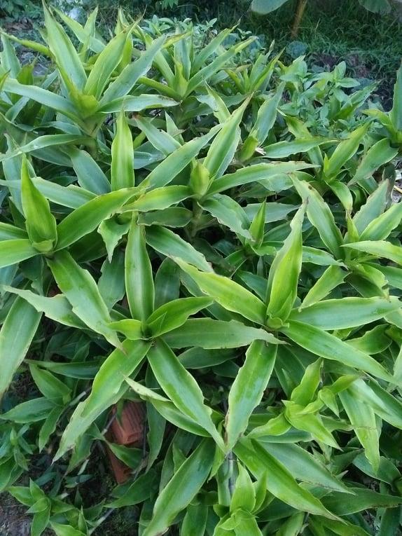 [HCM][BUY 3 FREE 1] CÂY LƯỢC VÀNG