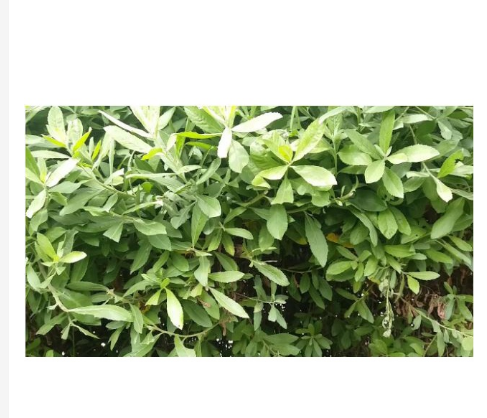 100GR Cây cúc tần khô thom ngon