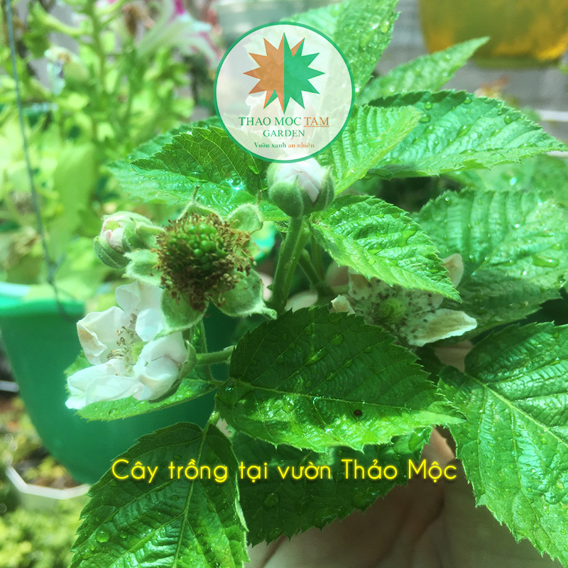 Cây Phúc Bồn Tử trái đen (Cây Lớn) / Cây mâm xôi