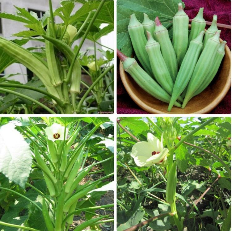 Hạt giống đậu bắp cao sản - Gói 10gram