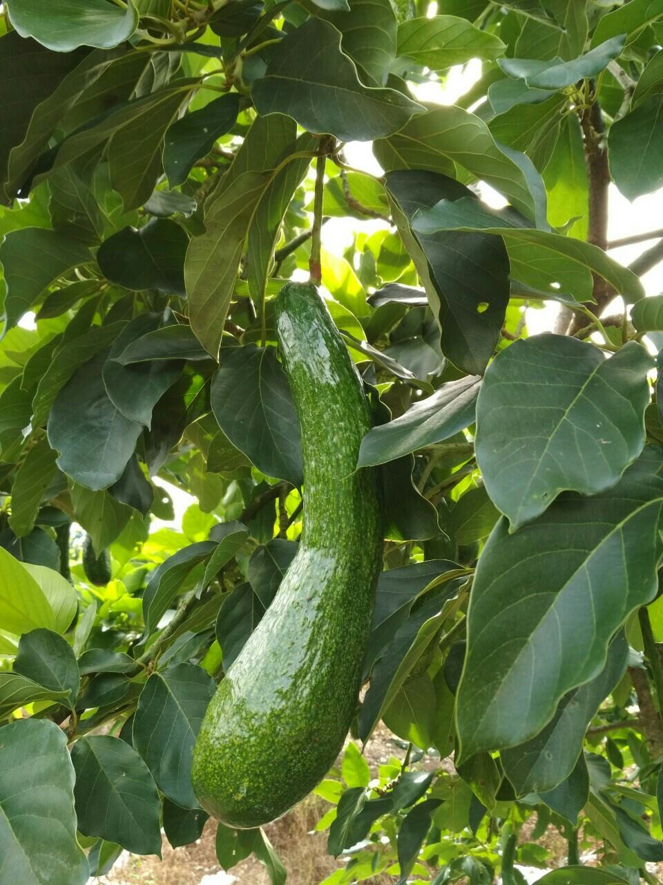 Cây giống Bơ Sáp Da Xanh (ghép siêu sớm 18 tháng cho trái) (cửa hàng cây giống f1)