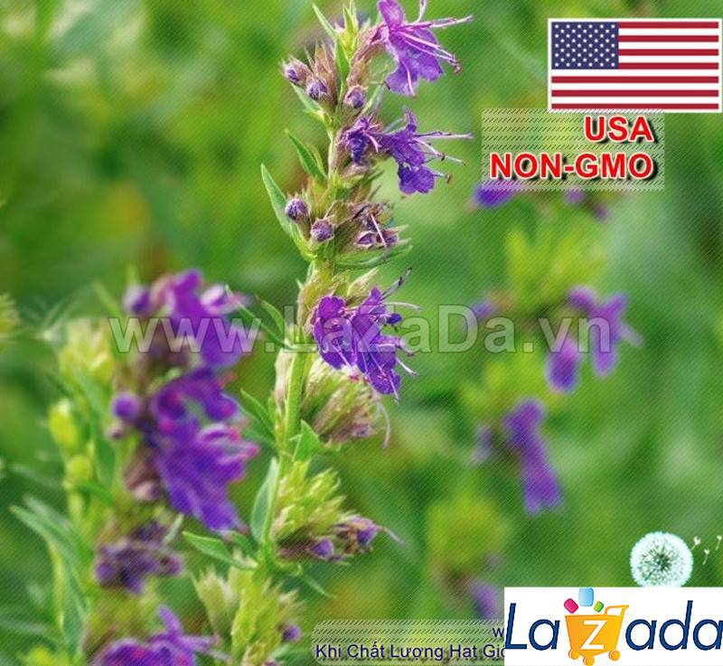 1GR 650.HAT Hạt Giống Bài Hương Hyssop (| C26*W43*M207)