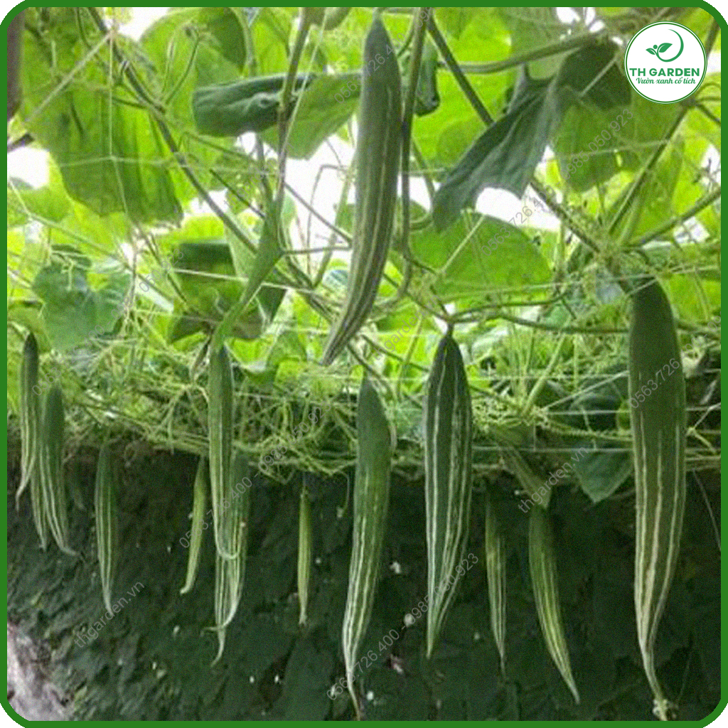 Hạt Giống Lặc Lè (Mướp Nhật) - Gói 5 gr P4U