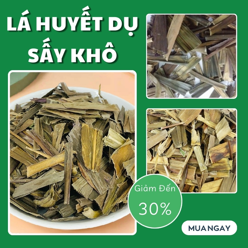 Cây huyết dụ túi lớn loại 1kg - Thảo Dược Tấn Phát - Hàng mới về