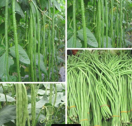 GÓI 20GR HẠT GIỐNG ĐẬU ĐŨA CAO SẢN