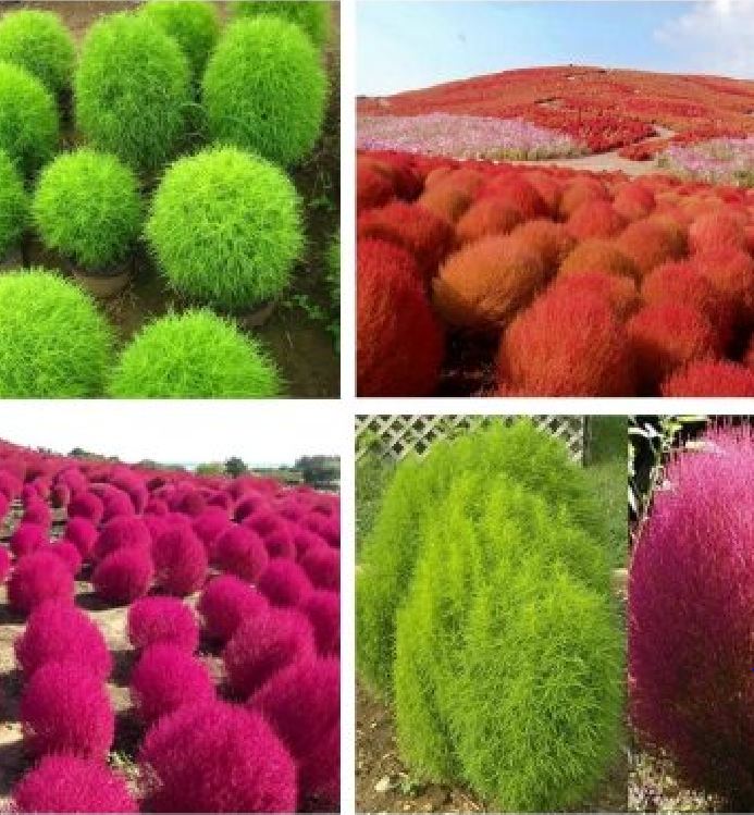 Hạt giống cỏ đổi màu Nhật Bản KOCHIA - 1 gói 50 hạt