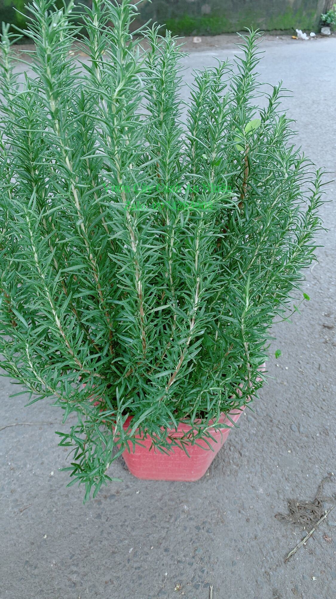 Chậu Cây Hương Thảo Lớn