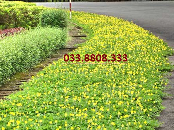 Hạt Giống Cỏ Lạc Dại – Cỏ Đậu Phộng ( 200 hạt) -Hạt Giống Cỏ Thảm Cảnh - Cỏ Sân Vườn - Cỏ Cảnh Quan