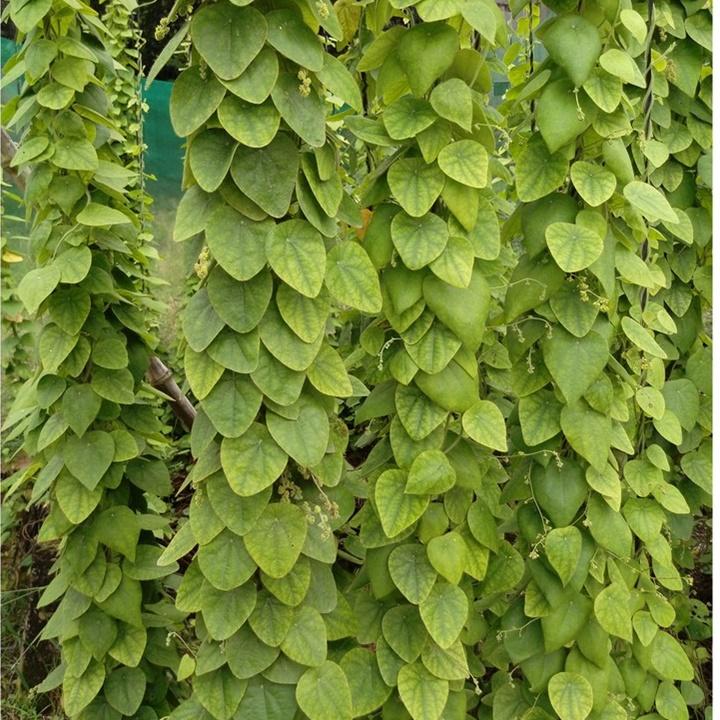 Hạt giống sương sâm