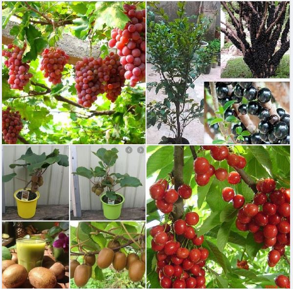 Combo 4 gói hạt giống cây ăn trái- (nho thân gỗ-cherry-kiwi-nho leo pháp )- tặng gói kích mầm