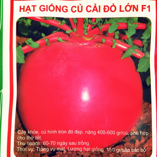 Hạt giống củ cải đỏ khổng lồ( củ cải đỏ lớn)