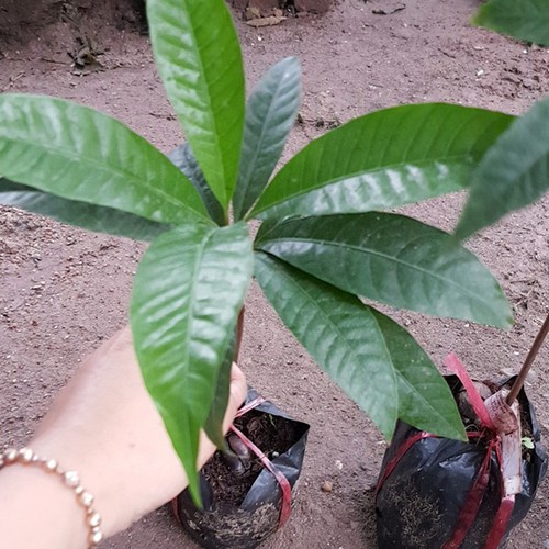 CÂY TRỨNG GÀ GIỐNG