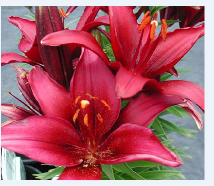 Combo 5 củ giống hoa ly lùn màu đỏ