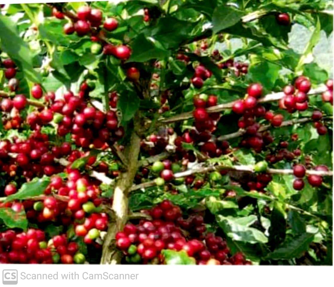 Cà Phê Bột Nguyên Chất 100% Robusta-Arabica