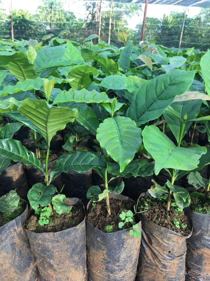 Cây cà phê robusta giống