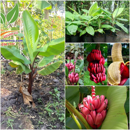 Cây chuối tây đỏ