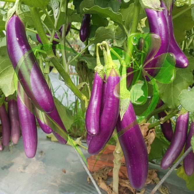 Hạt giống cà tím dài F1 - Gói 1g