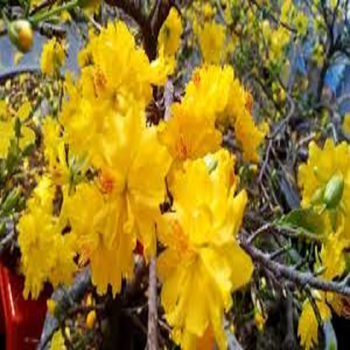 CÂY GIỐNG MAI VÀNG CÚC THỌ HƯƠNG