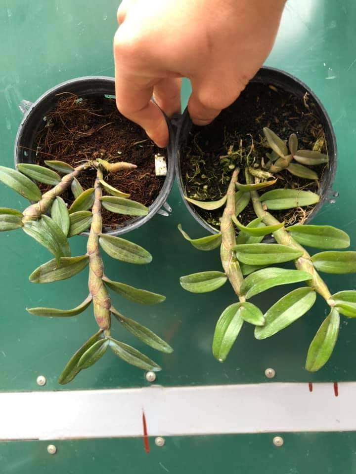 PHI ĐIỆP HỒNG NHẬT HẠ CHẬU NĂM HAI
