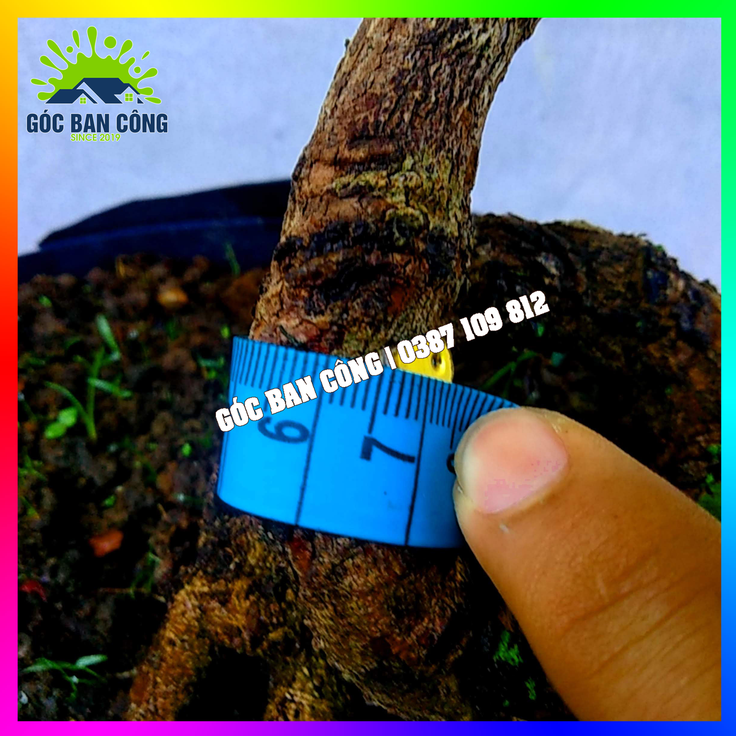 Cây Me Bonsai Mini - MCBS02