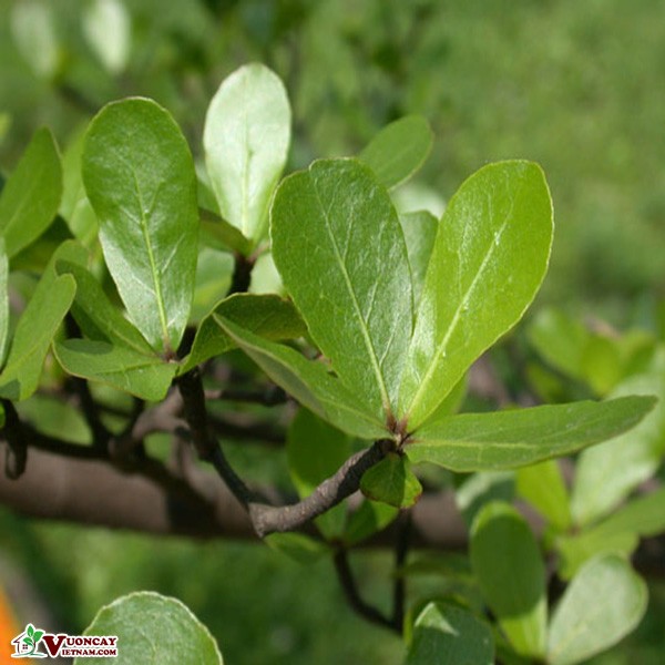 Giống Cây Bàng Đài Loan, Cây Cao 40cm