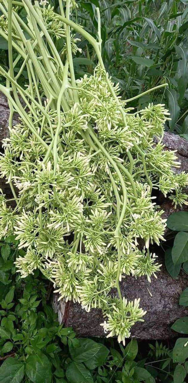 giống cây đu đu đực ( cây cấy mô - cam kết chuẩn giống)