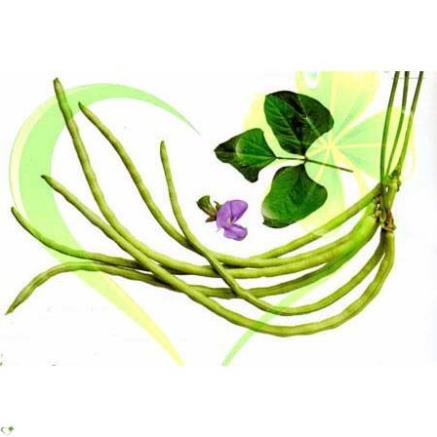 Hạt giống đậu đũa hạt đen dạng cây - Gói 20g