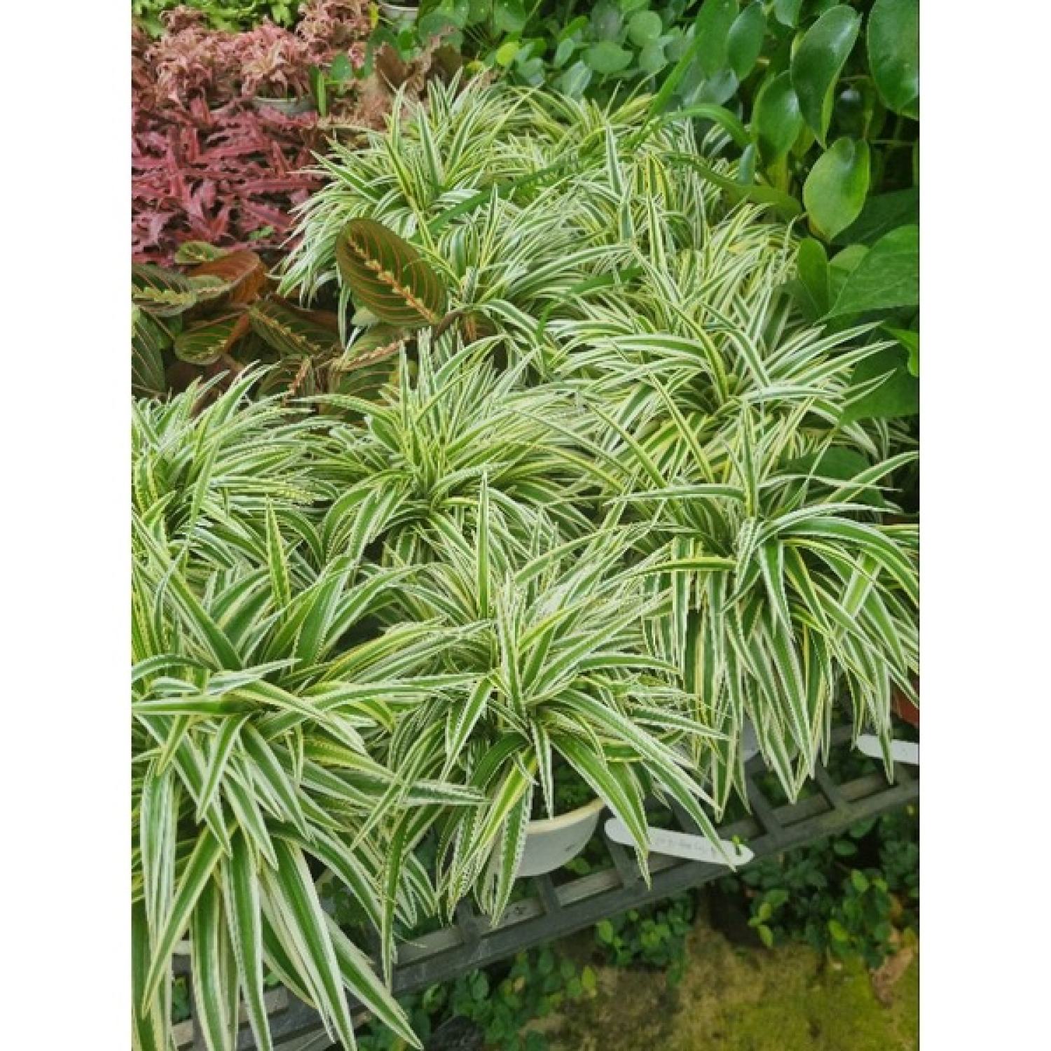 Cây cỏ lan chi vàng - giống mới