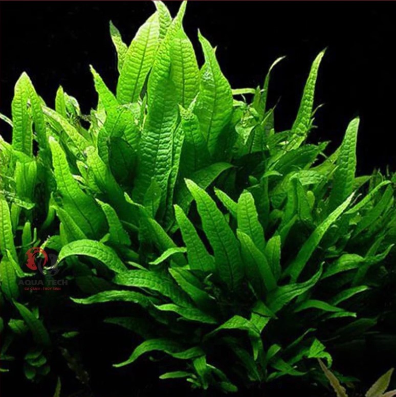 Cây Dương Xỉ thủy sinh đẹp và dễ trồng