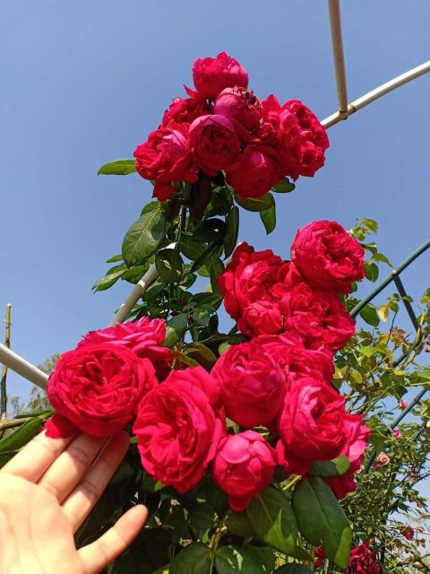 Combo 2 chậu cây hoa hồng Red Eden