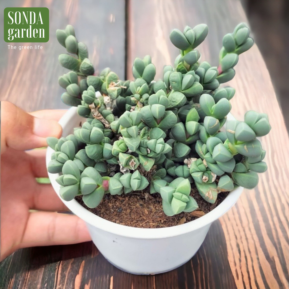 SEN ĐÁ TIM SIZE TRUNG BÌNH LỖI 1 ĐỔI 1