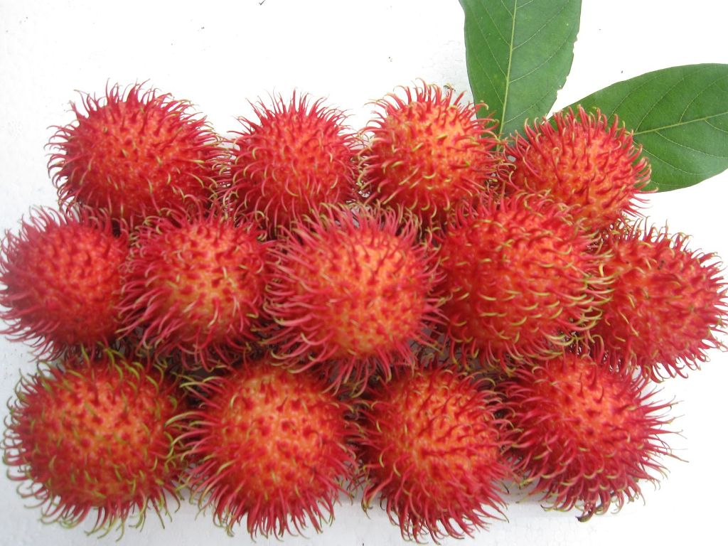 Chôm Chôm Thái lan siêu quả _ cây giống