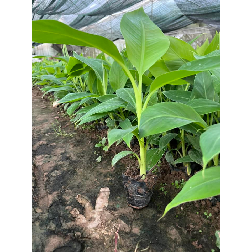 Cây giống chuối tây thái lùn, chuối già lùn