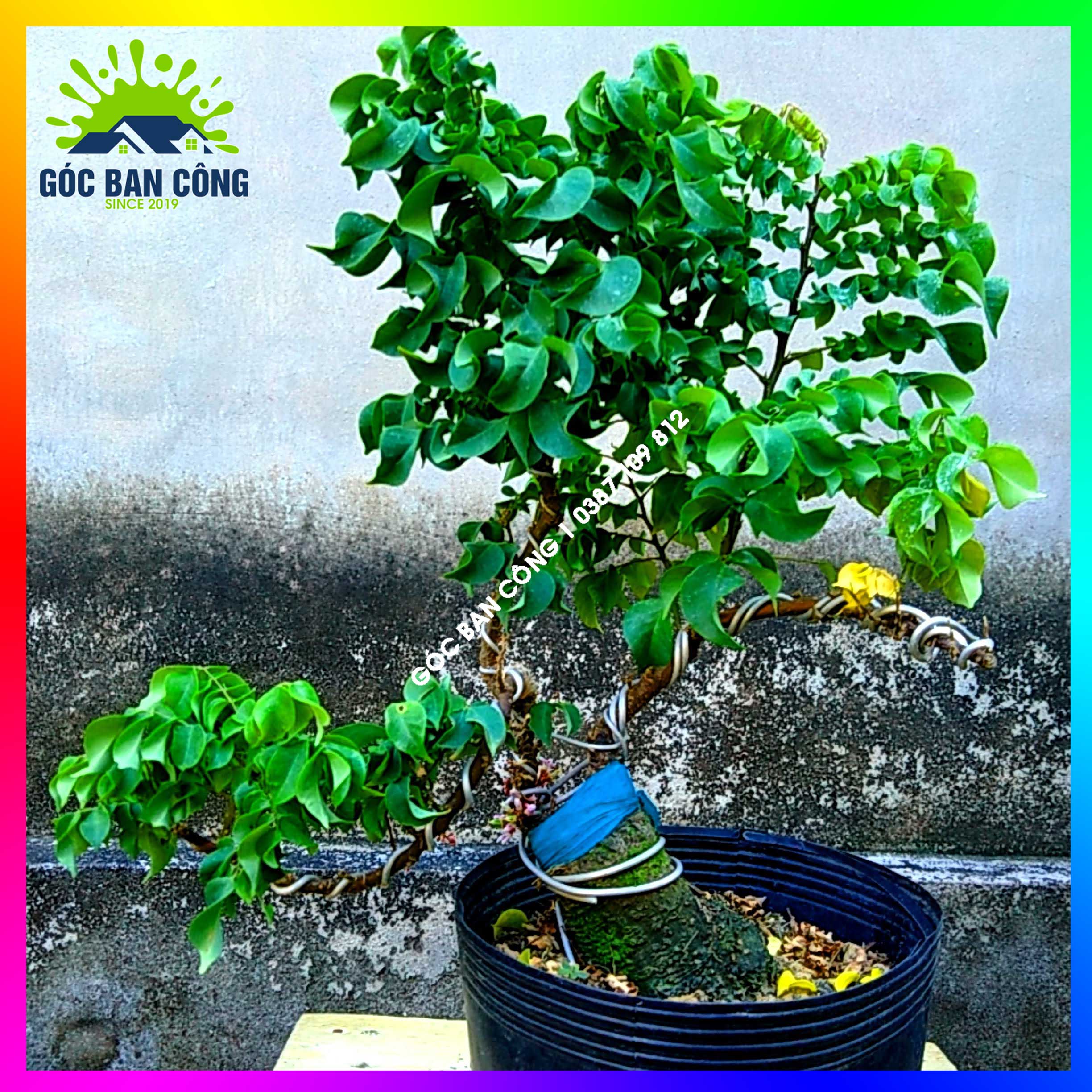 Cây Khế Bonsai Mini Gốc Quái - KBS14
