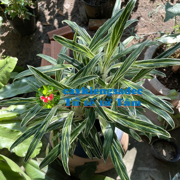 Cây thu tiền + tặng phân bón cho cây khỏe