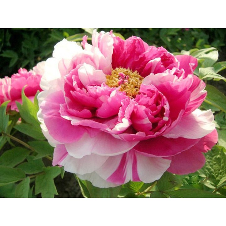 5 Hạt Giống Hoa Mẫu Đơn