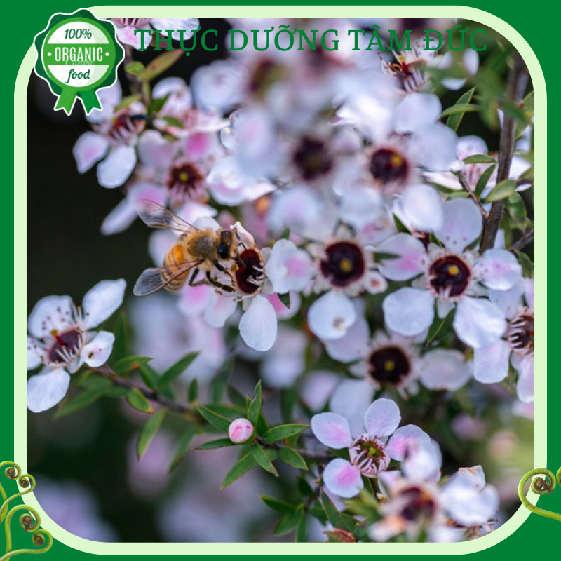 Mật ong Manuka Bluehills 250+ 500g [ Nhập khẩu Úc]
