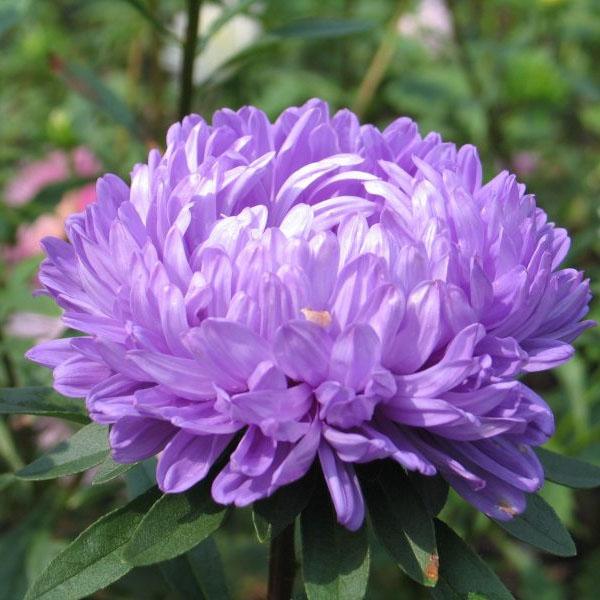 [Mới] - Hạt giống hoa cúc kim cương