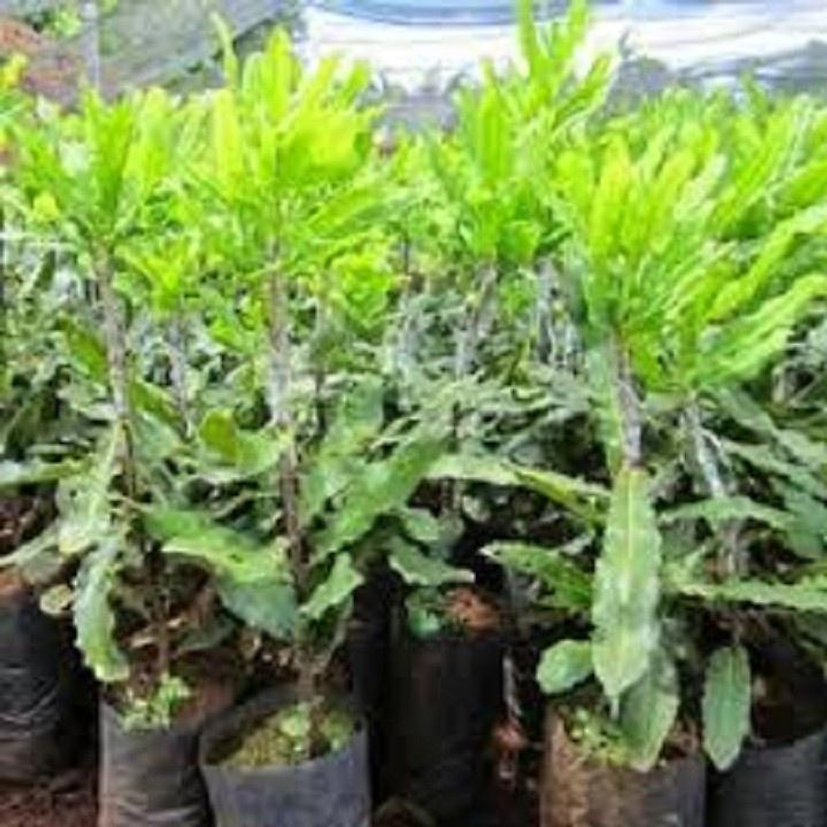CÂY GIỐNG HẠT MACCA HÀNG GIEO HẠT