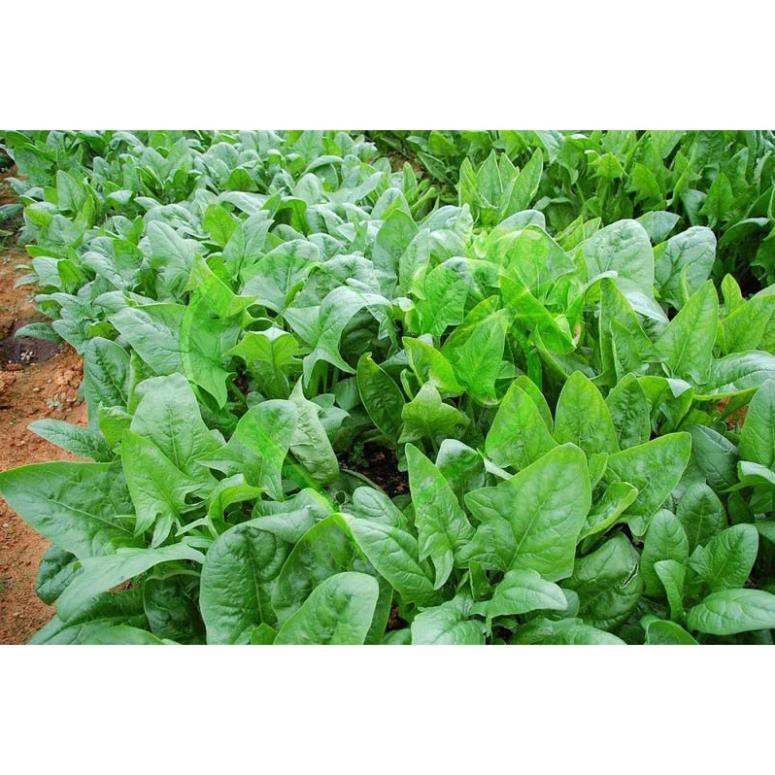 Hạt giống cải bó xôi - gói 5 gram