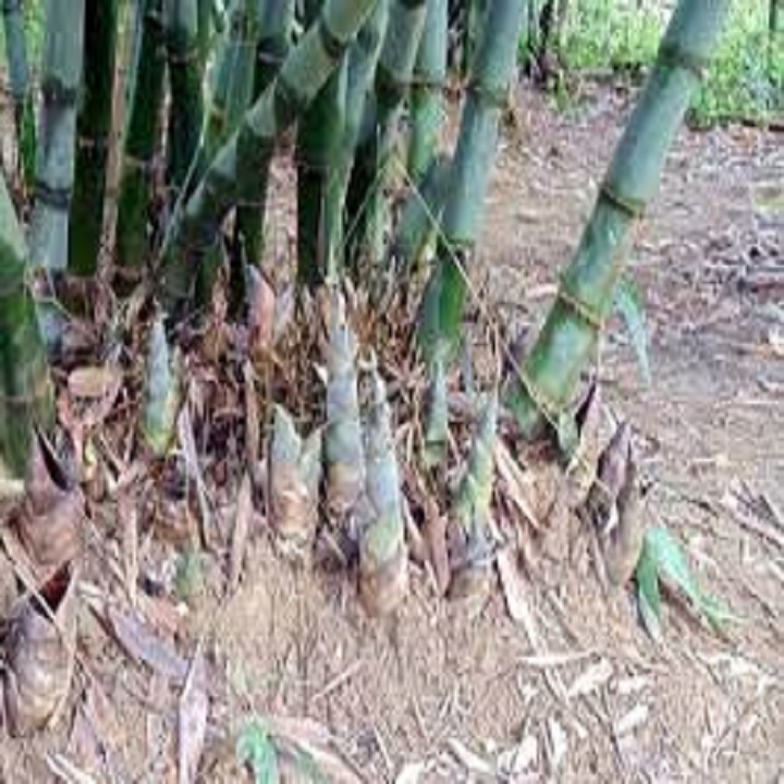 bầu cây giống cây măng tre tứ quý