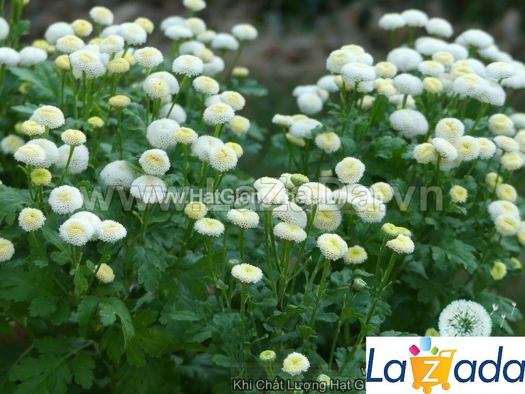 0.1Gr 700.HAT Hạt Giống Cúc Tana Lùn Kép SnowBall (KD| -KD: B25*V74*M232)