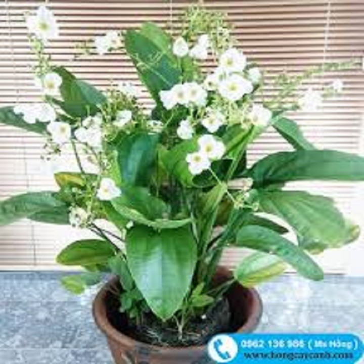 chậu cây bách thủy tiên + Tặng 2 Cây Quế Giống
