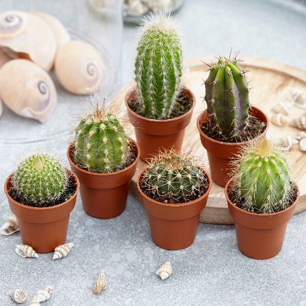 Combo 3 cây xương rồng ( gửi cây ngẫu nhiên khác nhau )