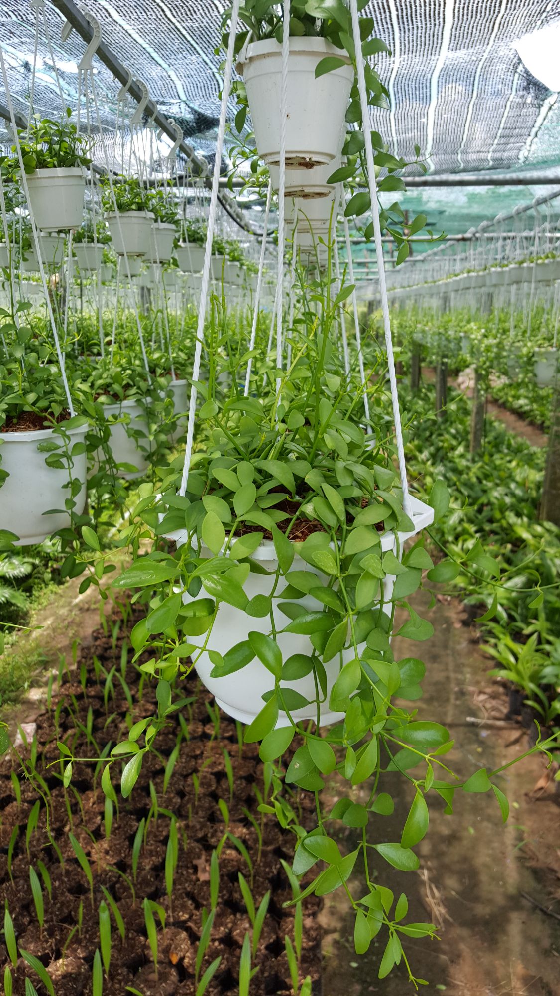 DÂY ĐÔLA ( LAN HẠT DƯA)
