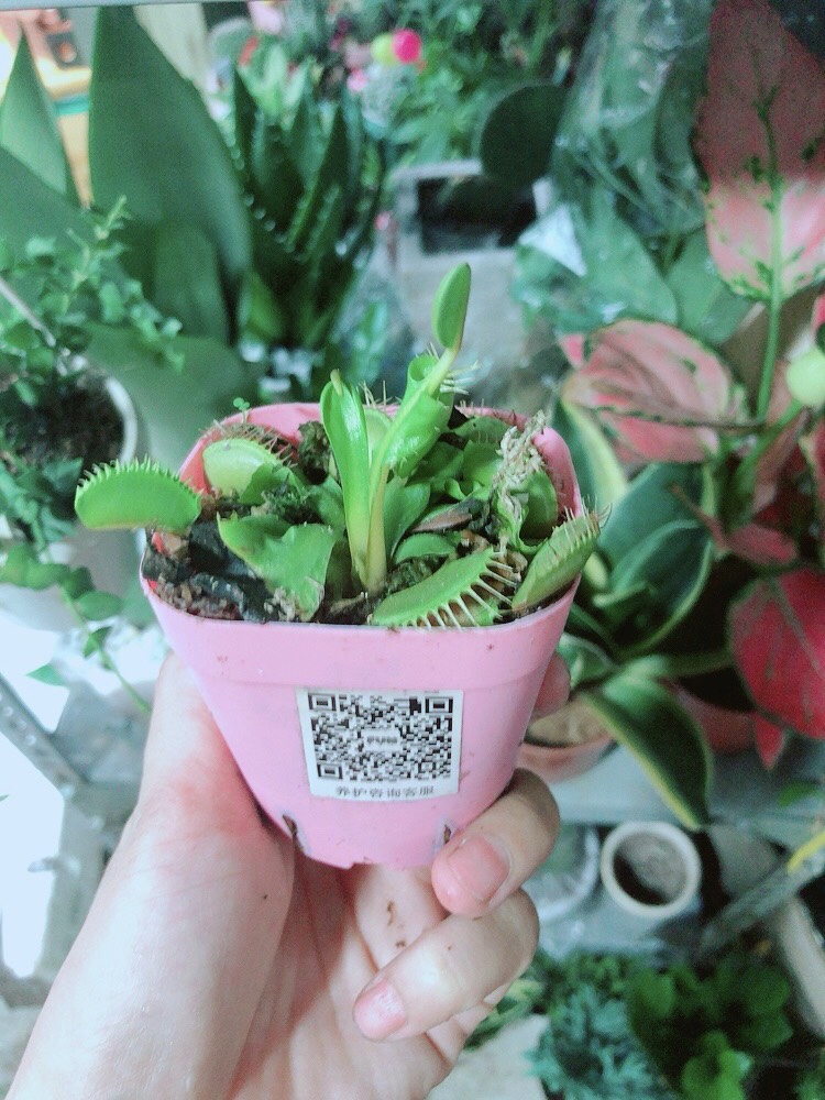 Chậu Cây Bắt Mồi