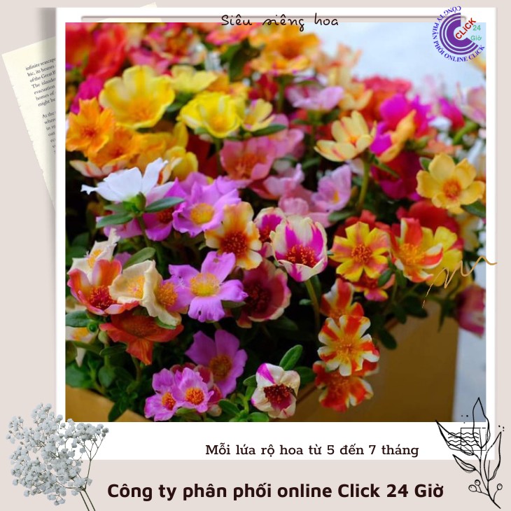 Cành giống hoa sam thái hoa mười giờ sam sọc màu 4 siêu đẹp 0776849238