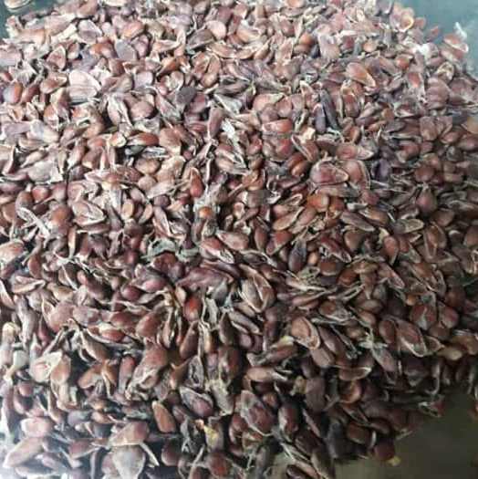 30 HẠT GIỐNG CÂY NHÀU (CÂY NHÀO)