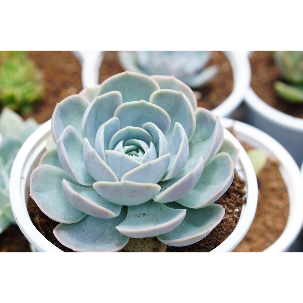SEN ĐÁ LÔ LA TÍM 10cm - HƯ 1 ĐỔI 1